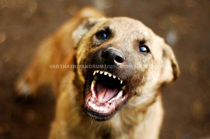 പേപ്പട്ടി ശല്യത്തെ തുടർന്ന് തിരുവനന്തപുരം എഞ്ചിനീയറിംഗ് കൊളജിന് ഇന്ന് അവധി