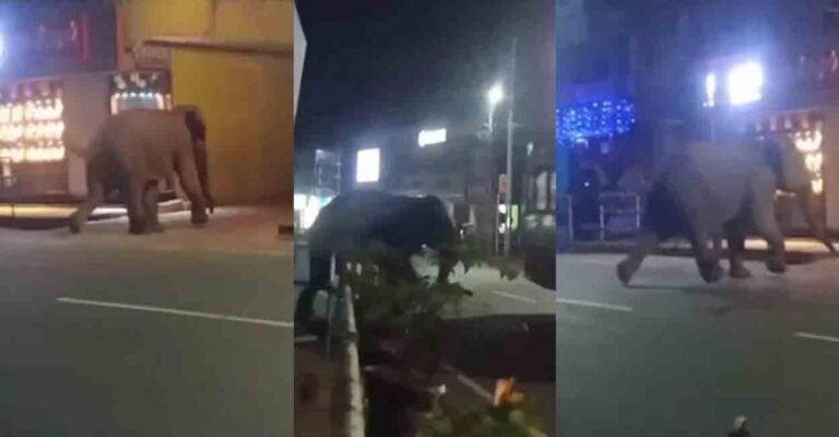 ബത്തേരി നഗരത്തിലിറങ്ങി വഴിയാത്രക്കാരനെ ആക്രമിച്ച കാട്ടാനയെ മയക്കുവെടി വയ്ക്കാൻ ഒരു പകൽ നീണ്ട പ്രതിഷേധങ്ങൾക്കൊടുവിൽ ഉത്തരവ്.