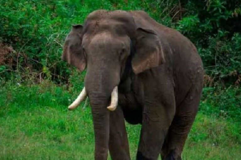 അരിക്കൊമ്പനെ തളയ്ക്കാനായി രണ്ട് കുങ്കിയാനകൾ കൂടി ഇന്ന് ചിന്നക്കനാലിലെത്തും