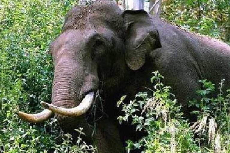 അരിക്കൊമ്പനെ 25ന് മയക്കുവെടി വെക്കും