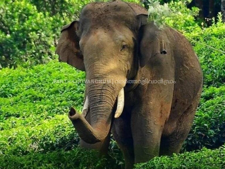 വീണ്ടും മിഷൻ ‘അരിസിക്കൊമ്പൻ’; ആനയെ വെടിവയ്ക്കാൻ തമിഴ്‌നാട് ഉത്തരവിറക്കി