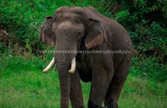 അരിക്കൊമ്പൻ വീണ്ടും കേരളത്തിൽ