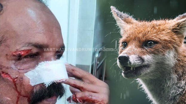 പന്നിയും ആനയും പുലിയുമൊന്നുമല്ല; ഇപ്പോഴത്തെ പേടി കുറുക്കനെ, പട്ടാപ്പകൽ കടിയേറ്റത് നാലുപേർക്ക്