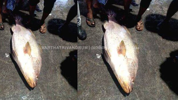 നീണ്ടകരയിലെ മത്സ്യത്തൊഴിലാളികളുടെ വലയിൽ കുടുങ്ങിയത് വൻ വിലയുള്ള അത്യപൂർവമീൻ