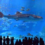 image_search_1700884065872