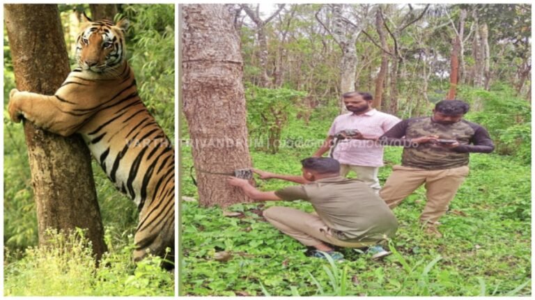 കടുവയെ കണ്ടെത്തുന്നതിനായി ഒമ്പത് ഇടങ്ങളിൽ നിരീക്ഷണ ക്യാമറ സ്ഥാപിച്ചു