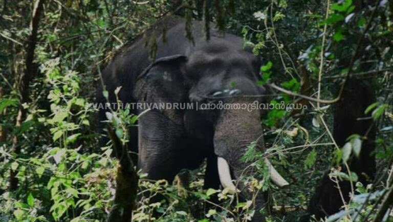 കാട്ടാന ആക്രമണത്തിൽ പരിക്കേറ്റ വനംവകുപ്പ് ജീവനക്കാരൻ മരിച്ചു